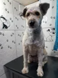 Perla