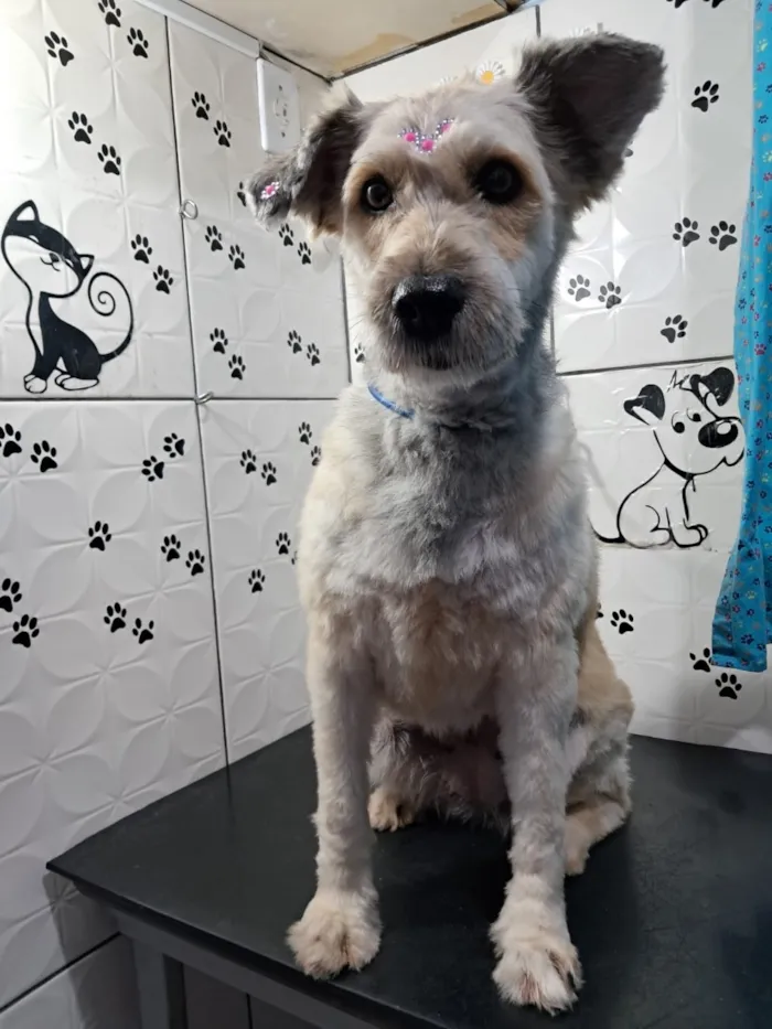 Cachorro raça SRD-ViraLata idade 2 anos nome Perla