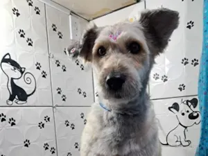 Cachorro raça SRD-ViraLata idade 2 anos nome Perla