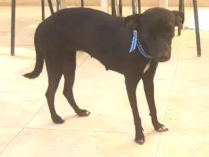 Cachorro raça SRD-ViraLata idade 7 a 11 meses nome preta 