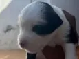 Ainda não tem nomes 