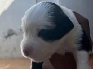 Cachorro raça SRD-ViraLata idade Abaixo de 2 meses nome Ainda não tem nomes 