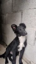 trovão 