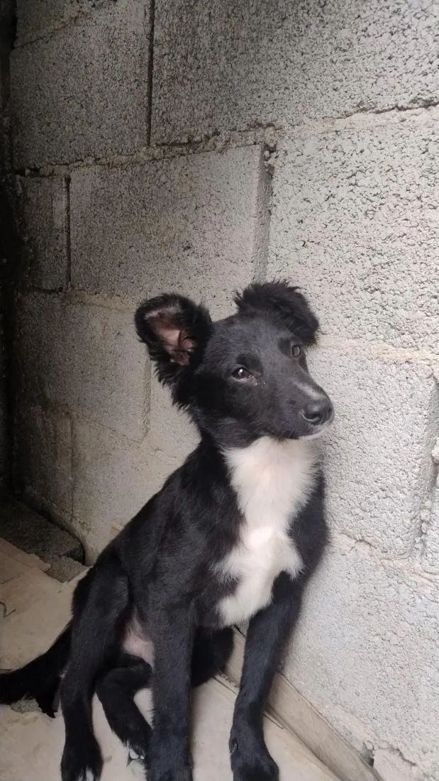 Cachorro raça SRD-ViraLata idade 7 a 11 meses nome trovão 