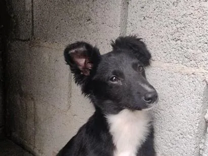 Cachorro raça SRD-ViraLata idade 7 a 11 meses nome trovão 