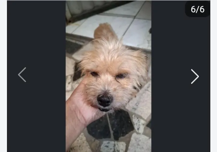 Cachorro raça SRD-ViraLata idade 2 anos nome Pandora 