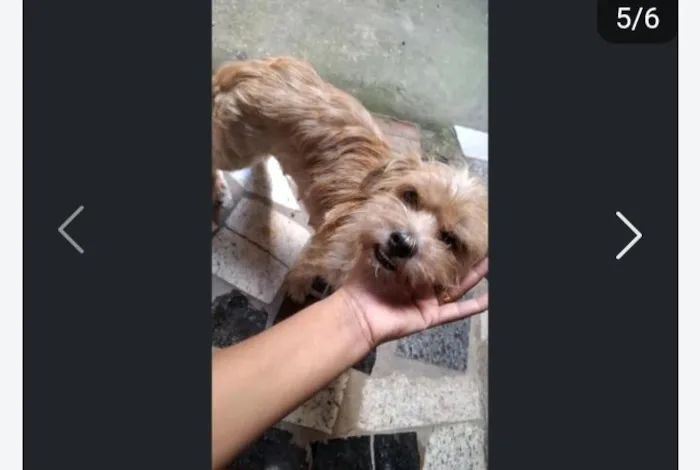 Cachorro raça SRD-ViraLata idade 2 anos nome Pandora 