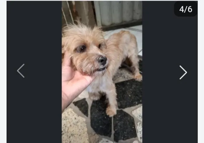 Cachorro raça SRD-ViraLata idade 2 anos nome Pandora 