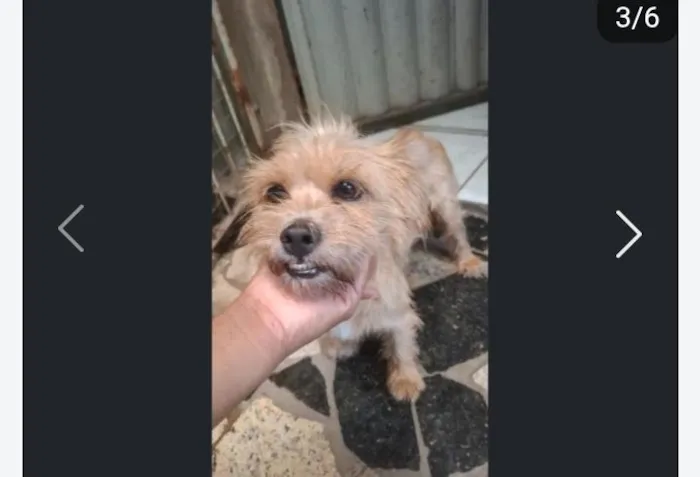Cachorro raça SRD-ViraLata idade 2 anos nome Pandora 