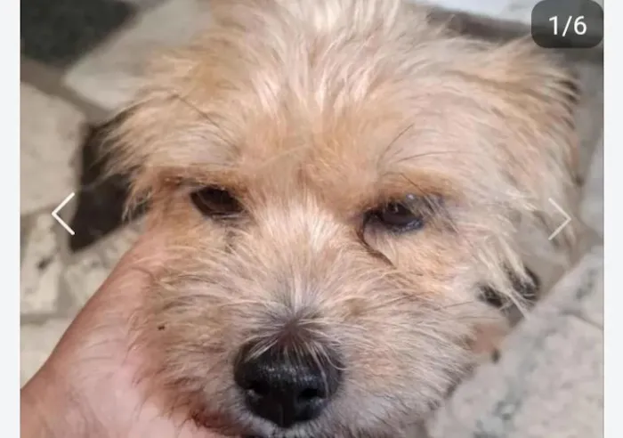 Cachorro raça SRD-ViraLata idade 2 anos nome Pandora 