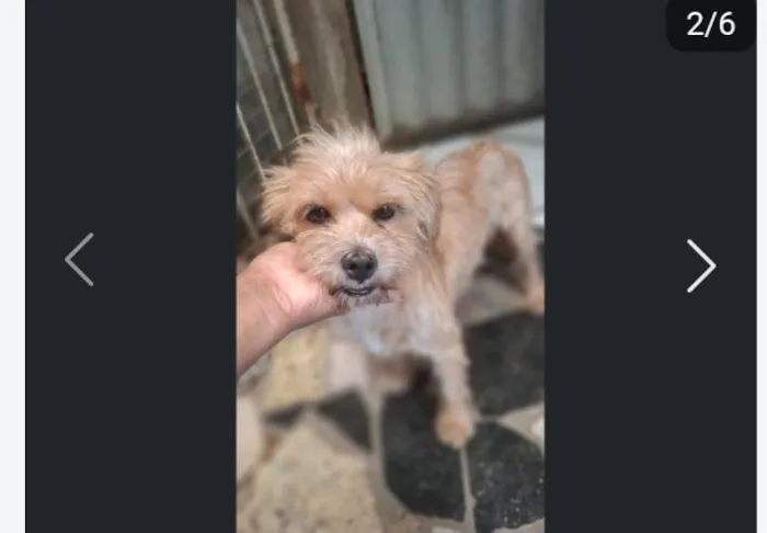 Cachorro raça SRD-ViraLata idade 2 anos nome Pandora 