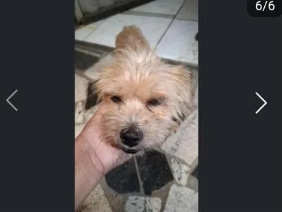 Cachorro raça SRD-ViraLata idade 2 anos nome Pandora 