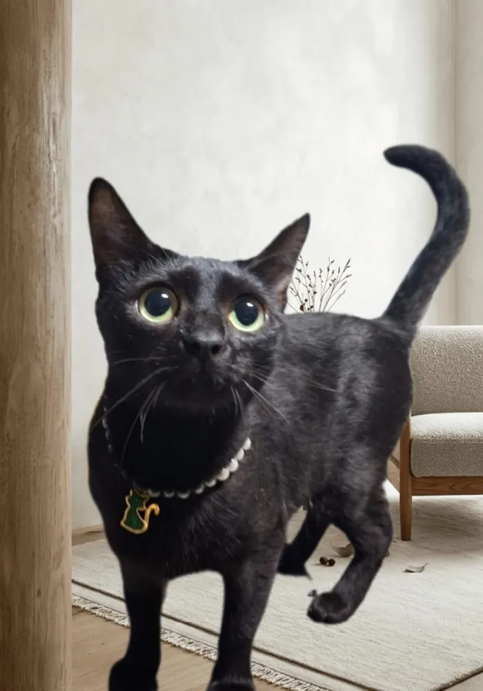 Gato raça SRD-ViraLata idade 1 ano nome Pantera