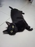 Pantera