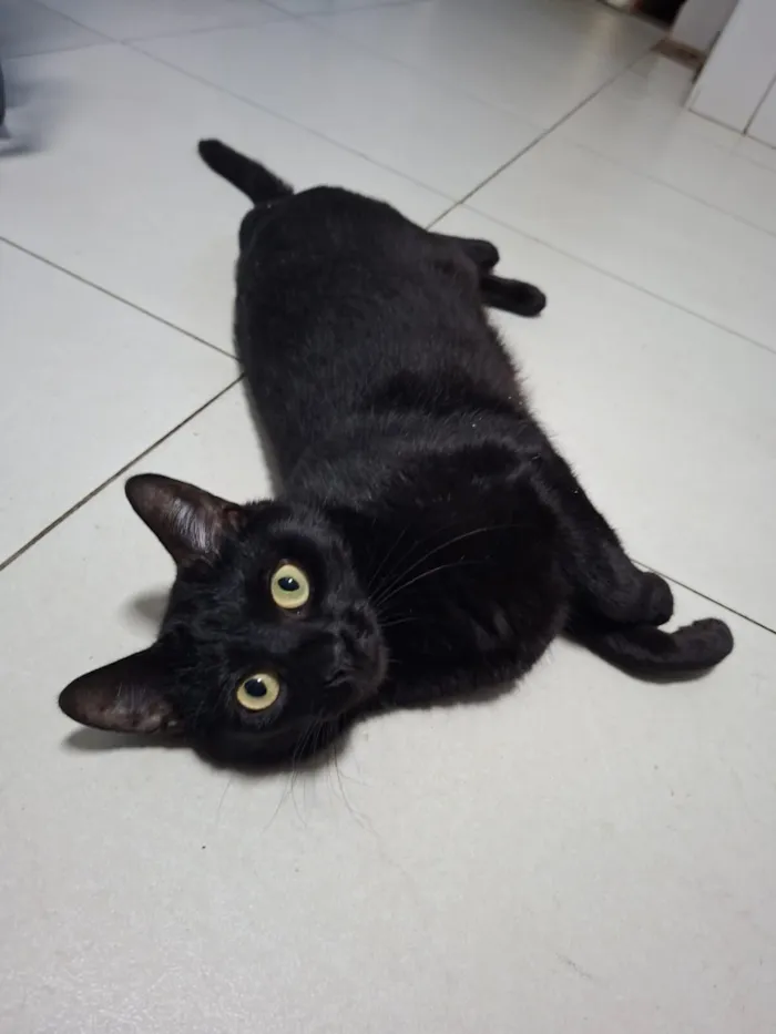 Gato raça SRD-ViraLata idade 1 ano nome Pantera