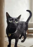 Pantera