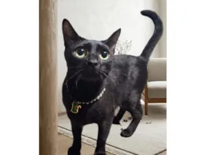 Gato raça SRD-ViraLata idade 1 ano nome Pantera