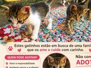 Gato raça SRD-ViraLata idade 2 a 6 meses nome mingau