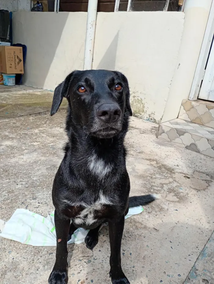 Cachorro raça Labrador idade 2 anos nome Zeca 