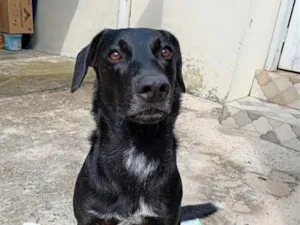 Cachorro raça Labrador idade 2 anos nome Zeca 