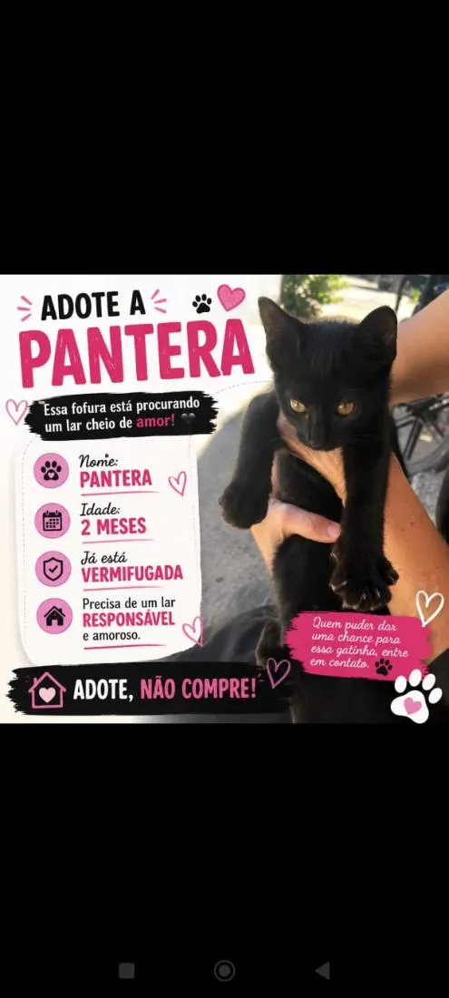 Gato raça SRD-ViraLata idade 2 a 6 meses nome Pantera