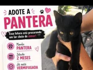 Gato raça SRD-ViraLata idade 2 a 6 meses nome Pantera