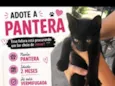 Pantera