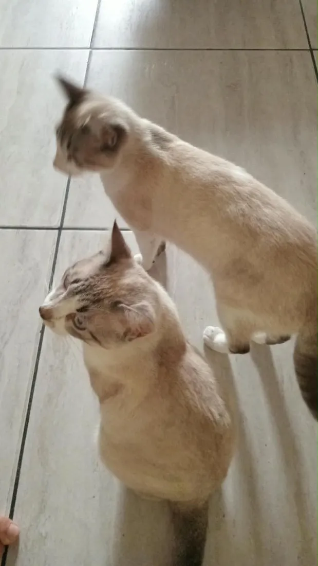 Gato raça SRD-ViraLata idade 7 a 11 meses nome Nietzsche e Lampião