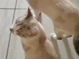 Nietzsche e Lampião