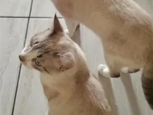 Gato raça SRD-ViraLata idade 7 a 11 meses nome Nietzsche e Lampião