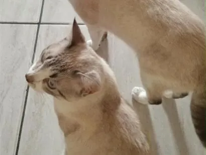 Gato raça SRD-ViraLata idade 7 a 11 meses nome Nietzsche e Lampião