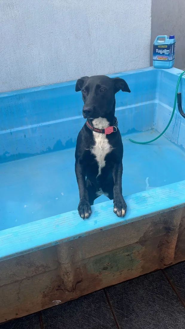 Cachorro raça SRD-ViraLata idade 1 ano nome Luna