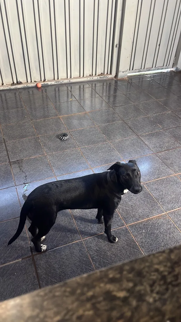 Cachorro raça SRD-ViraLata idade 1 ano nome Luna
