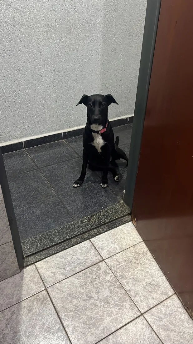 Cachorro raça SRD-ViraLata idade 1 ano nome Luna