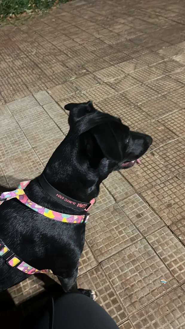 Cachorro raça SRD-ViraLata idade 1 ano nome Luna