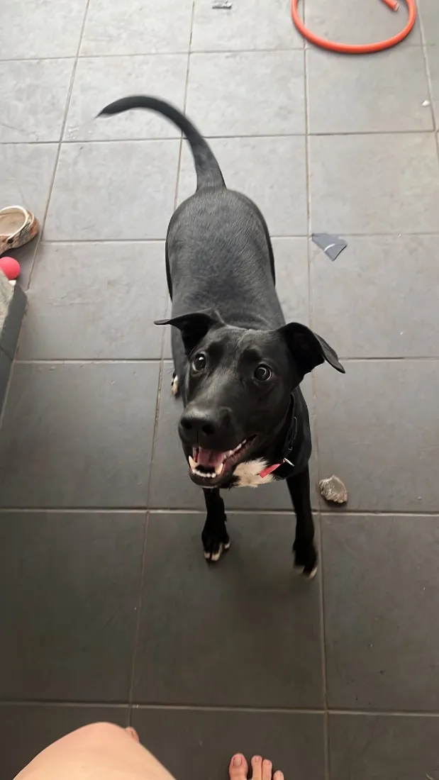 Cachorro raça SRD-ViraLata idade 1 ano nome Luna