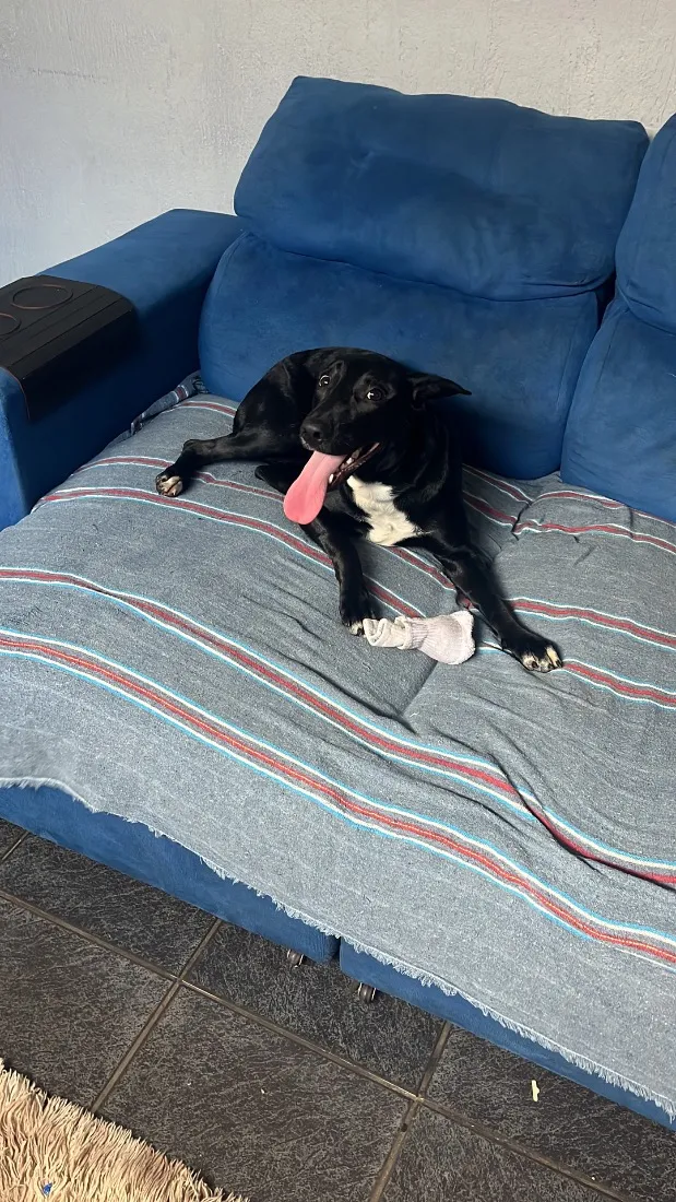 Cachorro raça SRD-ViraLata idade 1 ano nome Luna