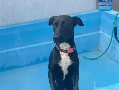 Cachorro raça SRD-ViraLata idade 1 ano nome Luna