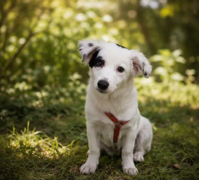 Cachorro raça SRD-ViraLata idade 2 a 6 meses nome Clara