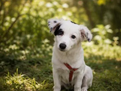 Cachorro raça SRD-ViraLata idade 2 a 6 meses nome Clara