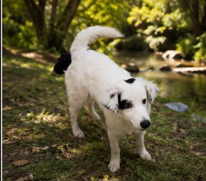 Cachorro raça SRD-ViraLata idade 2 a 6 meses nome Clara