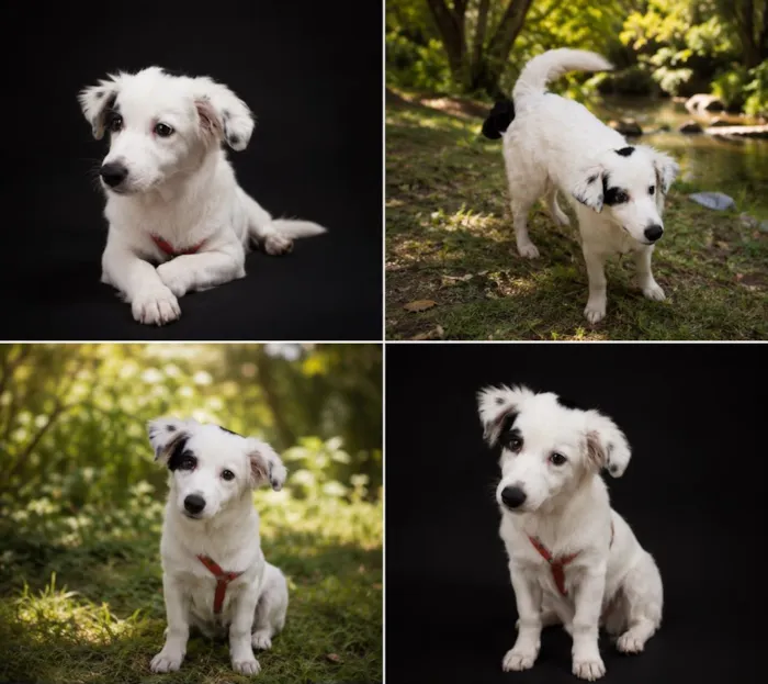 Cachorro raça SRD-ViraLata idade 2 a 6 meses nome Clara
