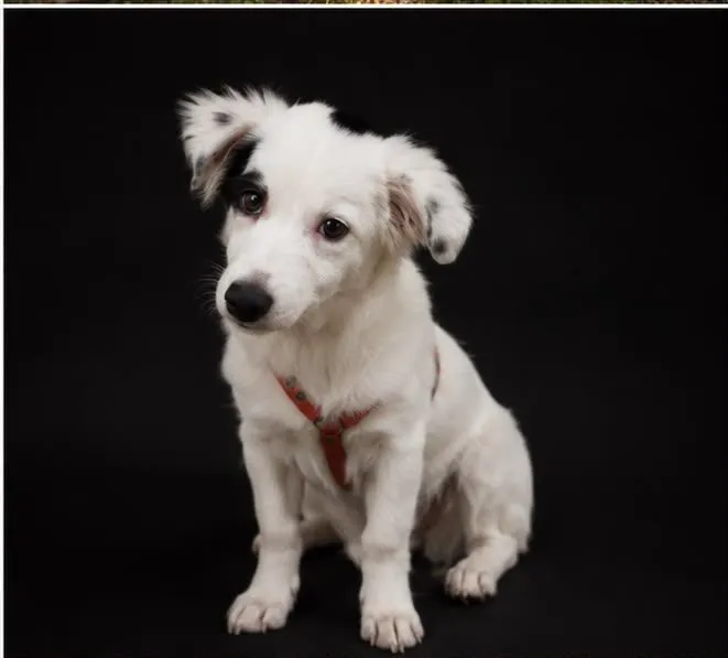 Cachorro raça SRD-ViraLata idade 2 a 6 meses nome Clara
