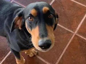 Cachorro raça SRD-ViraLata idade 3 anos nome Chokito