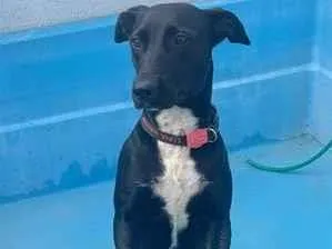 Cachorro raça SRD-ViraLata idade 1 ano nome Luna