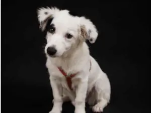 Cachorro raça SRD-ViraLata idade 2 a 6 meses nome Clara