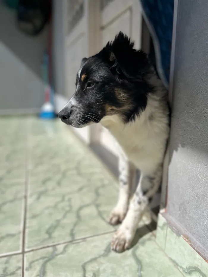 Cachorro raça SRD-ViraLata idade 7 a 11 meses nome Amora