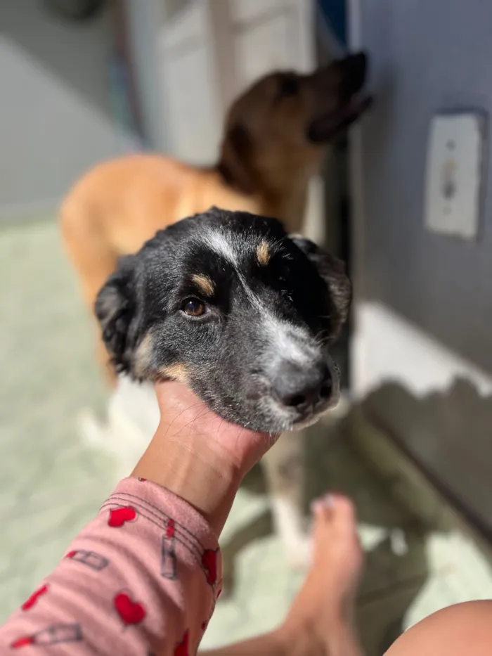 Cachorro raça SRD-ViraLata idade 7 a 11 meses nome Amora