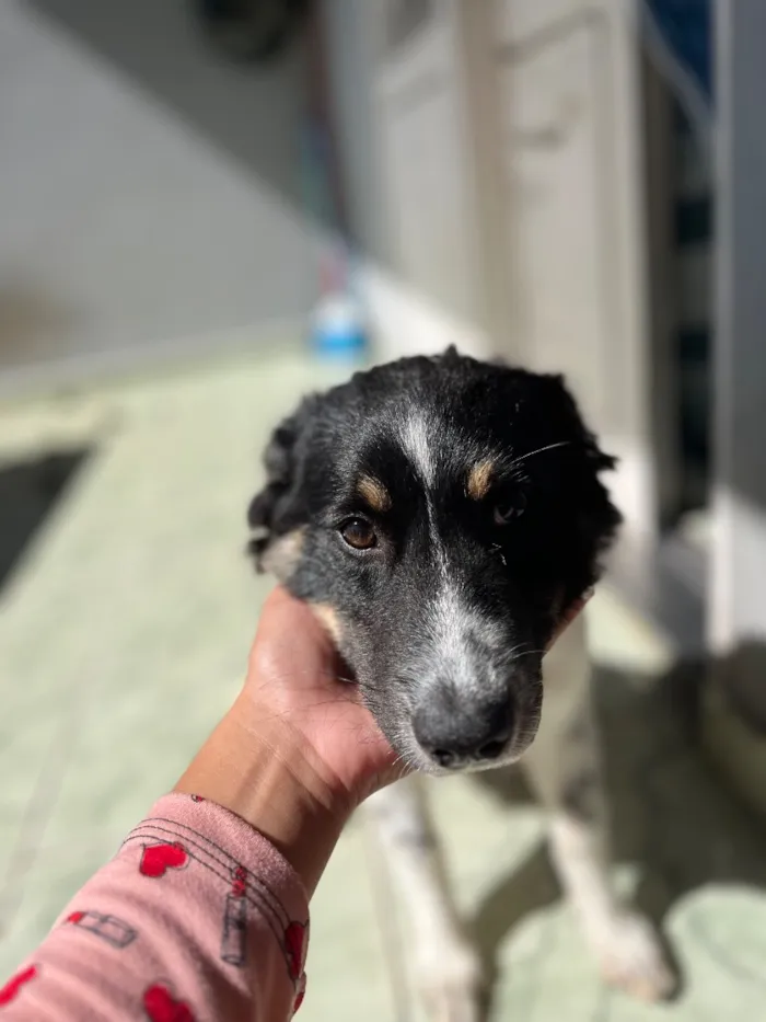 Cachorro raça SRD-ViraLata idade 7 a 11 meses nome Amora