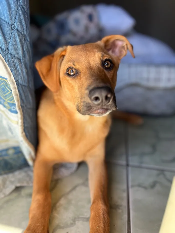 Cachorro raça SRD-ViraLata idade 7 a 11 meses nome Brisa 